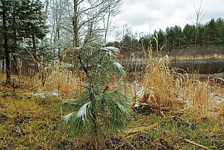 Spring White Pine - Sample images from the Canon 1D Mark IV DSLR
