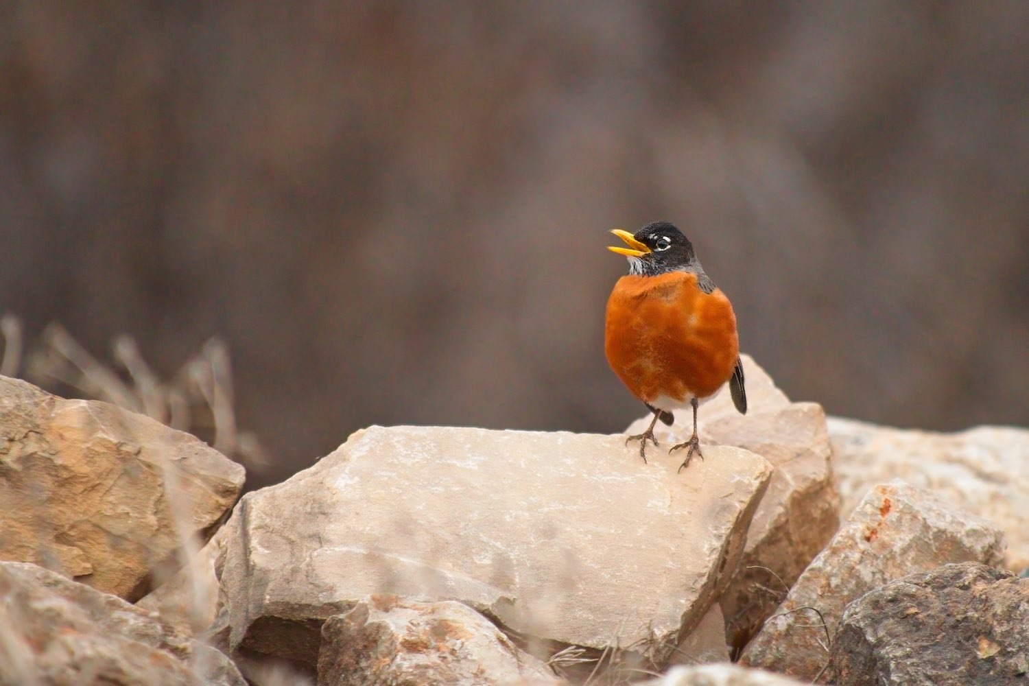 American Robin - Spring Birds and Wildlife at the Kaukauna Canal