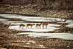 Thirsty Deer - Spring Birds and Wildlife at the Kaukauna Canal