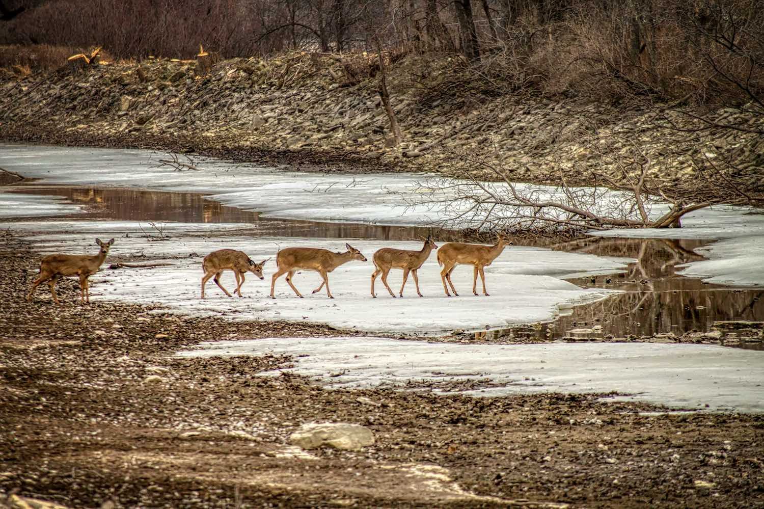 Thirsty Deer - Spring Birds and Wildlife at the Kaukauna Canal