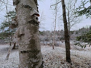 Birch - Insta 360 Ace Pro 2 Samples