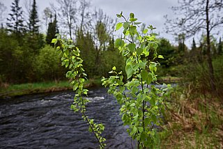 Spring Sapling - 1DsMarkIII Samples