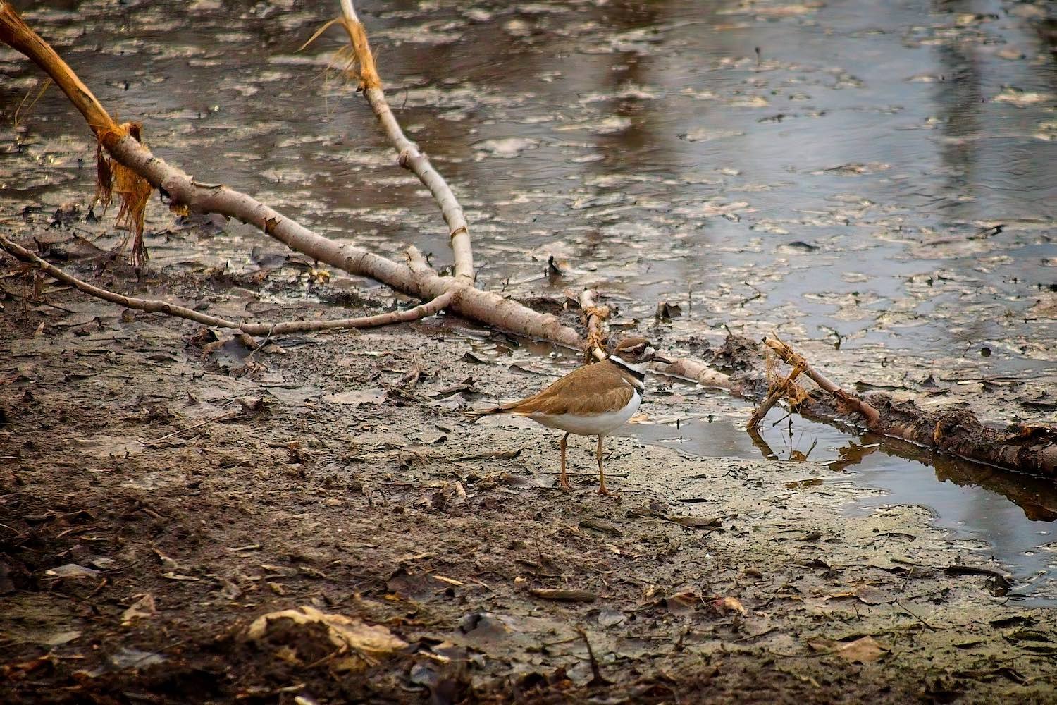 Killdeer - Spring Birds and Wildlife at the Kaukauna Canal