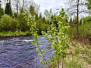 Foliage - iPhone 16 Pro Max Samples